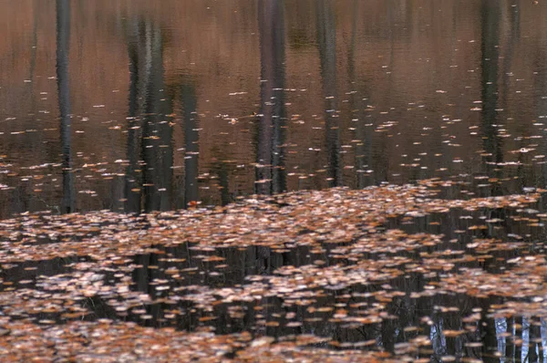 Осінні Дерева Відображаються Воді Озера Абстрактний Фон — стокове фото