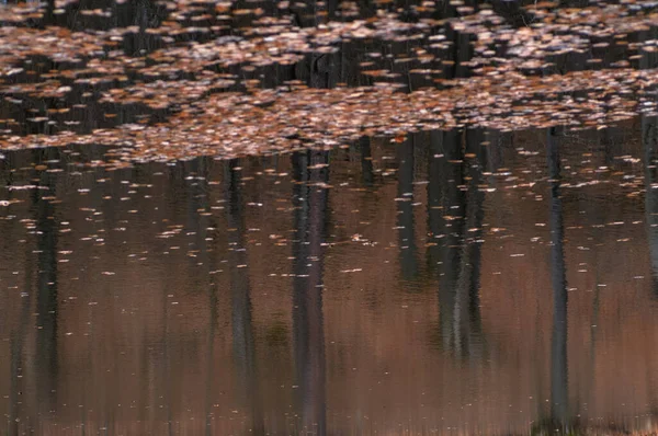 Осенние Листья Плавающие Воде Пруда Парке — стоковое фото