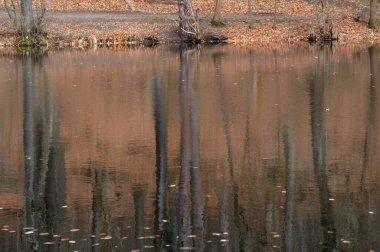 Gün batımında sudaki ağaçların yansıması. Sonbahar manzarası.
