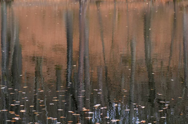 Reflexão Árvores Lago Outono Com Reflexão Água — Fotografia de Stock