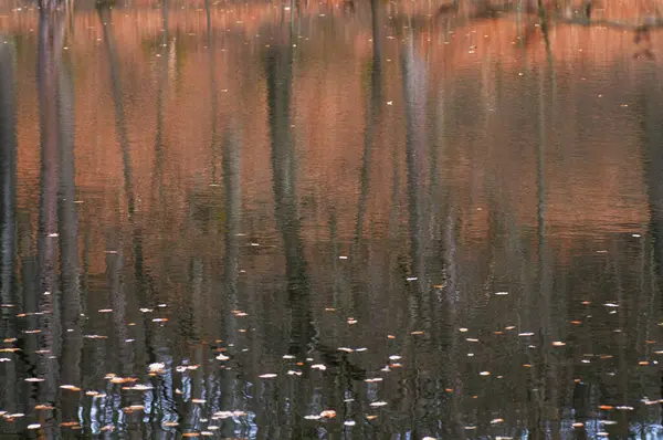 秋の森の中の水の中の木の反射 選択的焦点 — ストック写真