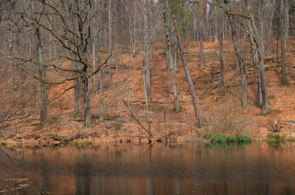 Paysage Automne Dans Forêt Avec Lac Des Feuilles Tombées — Photo