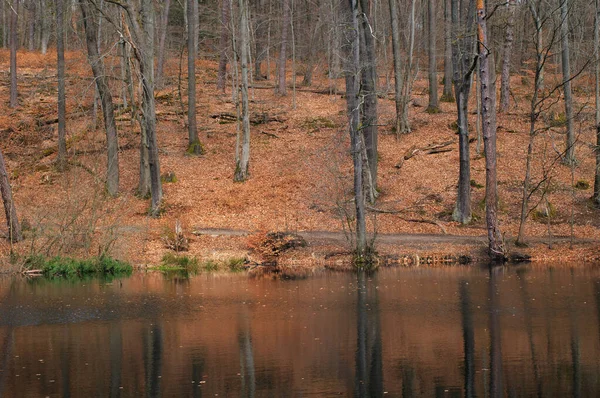 Reflexion Von Bäumen Einem See Herbst Nahaufnahme — Stockfoto