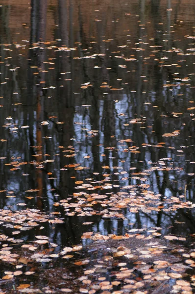 Lehullott Levelek Vízen Ősszel Közeli Kép — Stock Fotó