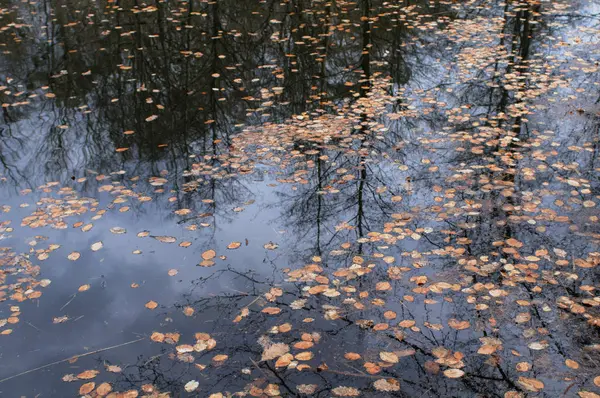 Folhas Caídas Superfície Água Parque Outono — Fotografia de Stock