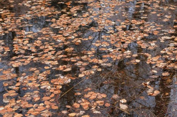 Folhas Caídas Água Parque Paisagem Outono — Fotografia de Stock