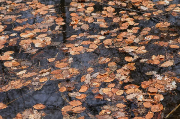 Dedaunan Musim Gugur Berjatuhan Atas Air Taman Kota Fokus Selektif — Stok Foto