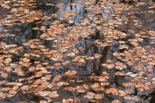 Autumn Leaves Floating Water Park Selective Focus — Stock Photo, Image