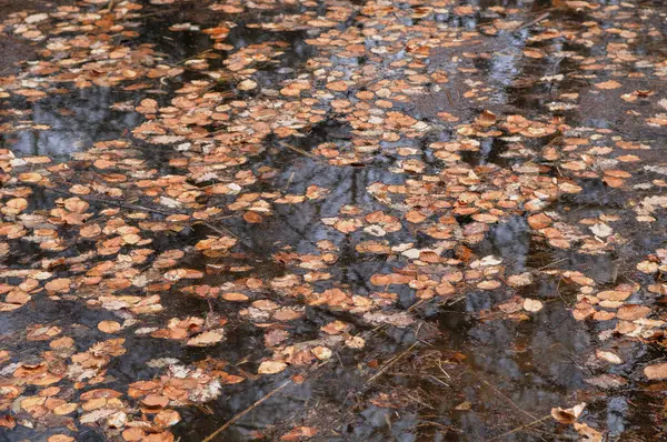 Reflexão Folhas Outono Sobre Água Parque Fundo Outono — Fotografia de Stock
