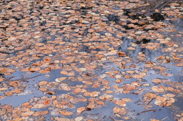 Folhas Caídas Superfície Água Reflexão Água — Fotografia de Stock
