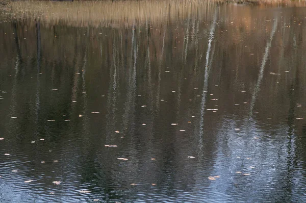 Reflexion Von Bäumen Wasser Eines Teiches Mit Abgefallenen Blättern — Stockfoto