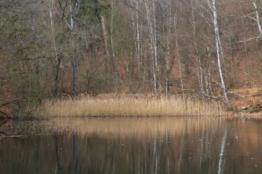 Ormanda göl, kıyıda ağaçlar ve suda yansımalar. Tipik Ukrayna manzarası
