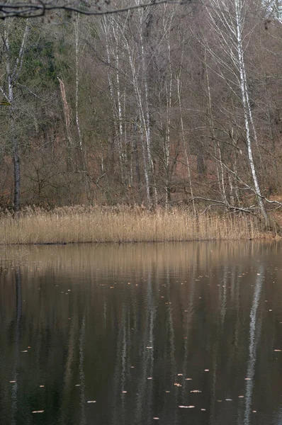 stock image Forest lake with trees and reflections in the water in the autumn season. typical Ukrainian landscape