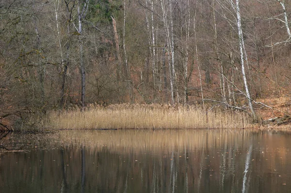 stock image Lake in the forest with trees on the shore and reflections in the water. typical Ukrainian landscape