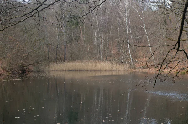 Paysage Automne Avec Lac Dans Forêt Des Arbres Arrière Plan — Photo