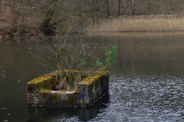 木のある湖の真ん中に捨てられた桟橋 — ストック写真