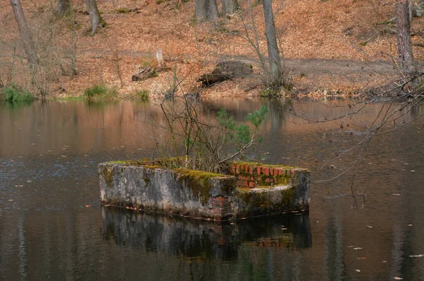 Petit Brise Lames Bord Lac Dans Forêt — Photo