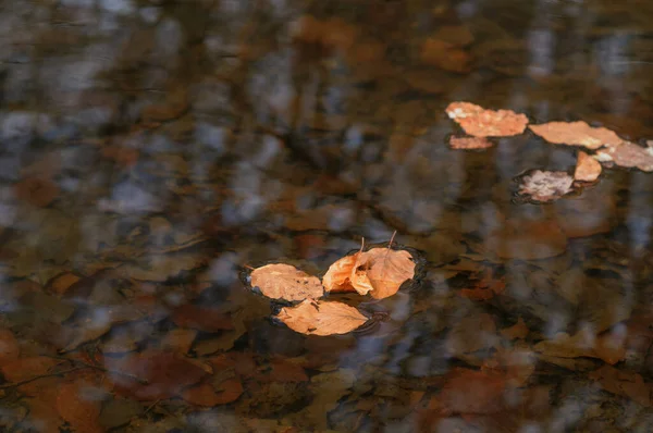 秋天的树叶在森林的水面上 拍照特写 — 图库照片