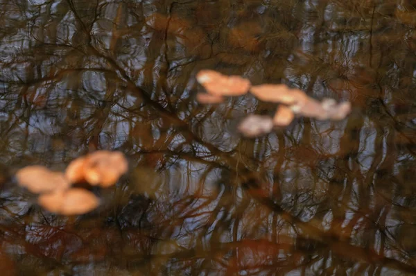 Осенние Листья Отражаются Воде Пруда Абстрактный Фон — стоковое фото