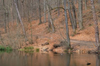 İlkbaharda ormanda göl, yerde kuru yapraklarla.