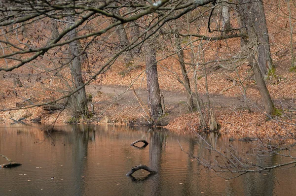 川のある秋の風景と森の中の落ち葉 — ストック写真