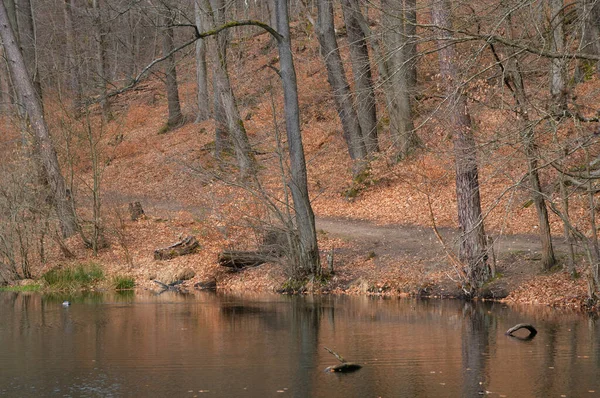 Landschaft Mit See Und Kahlen Bäumen Herbstlichen Wald — Stockfoto