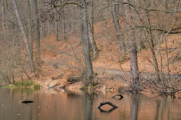 紅葉した川沿いの森の秋の風景 — ストック写真