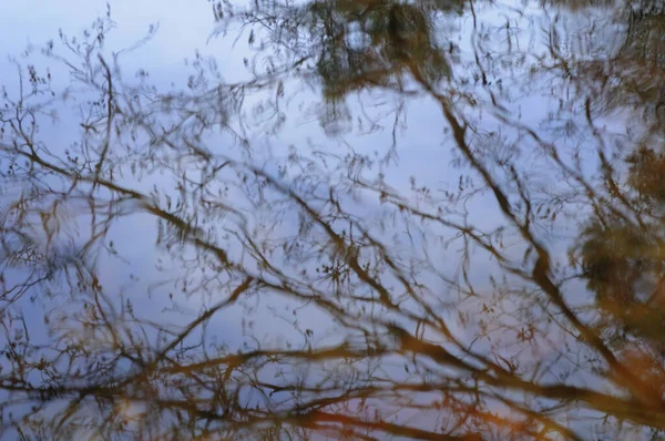 Reflection Trees Puddle Water Abstract Background — Stock Photo, Image