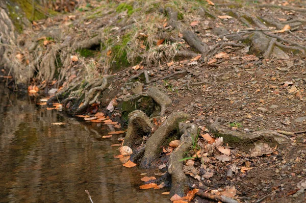 Folhas Caídas Raízes Árvores Riacho Floresta — Fotografia de Stock