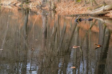 Sonbahar ormanında bir gölde yüzen kuş sürüsü..