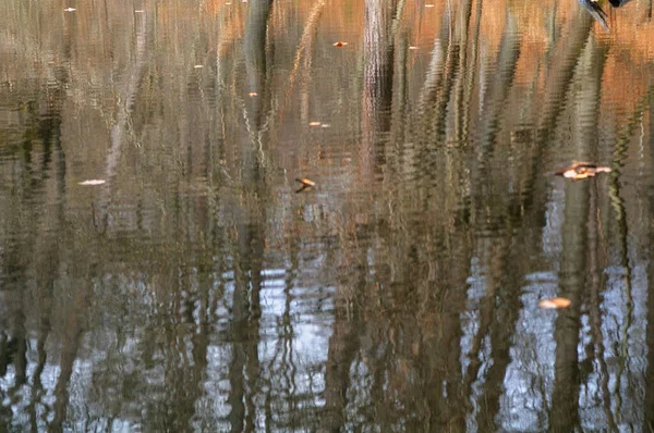 Oiseaux Dans Eau Lac Dans Forêt Hiver — Photo
