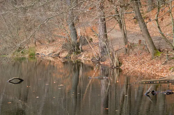 Der Herbstwald Spiegelt Sich See Wider Spiegelung Wasser — Stockfoto