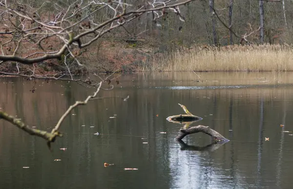 Herbstwald Flussufer Mit Umgefallenen Blättern Und Enten — Stockfoto