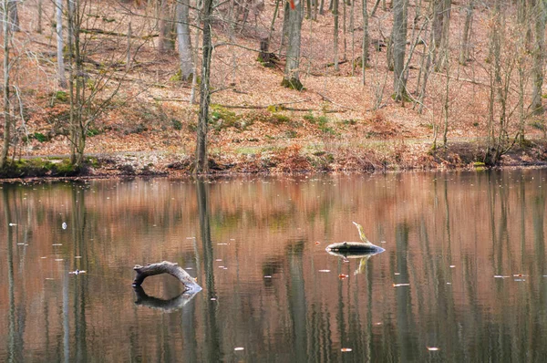湖のある秋の風景と森の中の落ち葉 — ストック写真