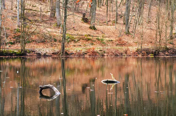 秋の間 水の中の木の反射 要旨の背景 — ストック写真
