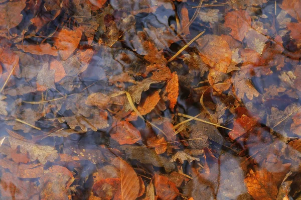 Folhas Caídas Superfície Água Floresta Outono — Fotografia de Stock