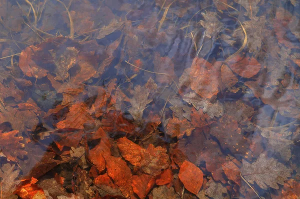 Őszi Levelek Vízben Őszi Levelek Elvont Háttere — Stock Fotó