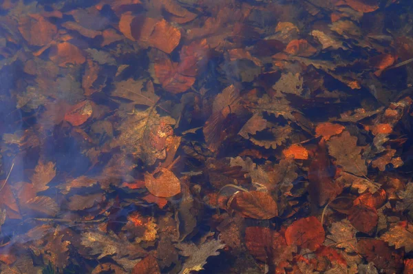 秋天的叶子在水里 特写照片与软焦点 — 图库照片