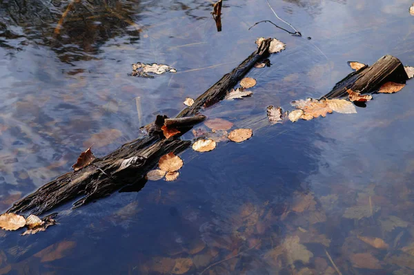 Feuilles Tombées Sur Une Bille Dans Eau Lac Forestier — Photo