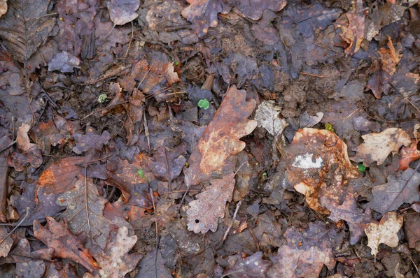 Feuilles Chêne Sèches Sol Dans Forêt Automne — Photo