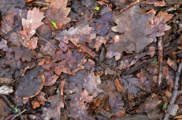 秋天的树叶落在森林的地面上 — 图库照片