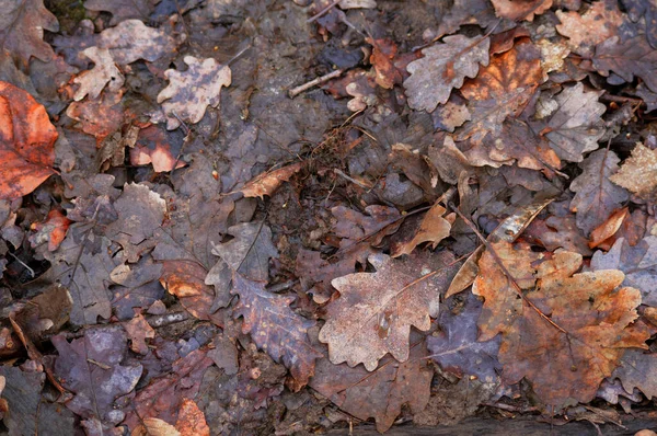 秋天的橡树叶落在了森林的地面上 — 图库照片