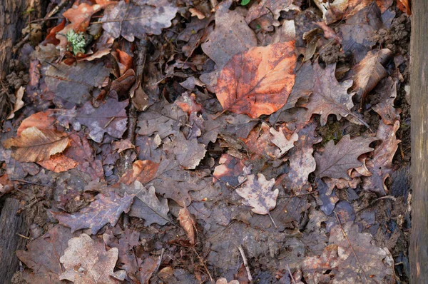 Liście Opadłego Dębu Ziemi Lesie Zbliżenie — Zdjęcie stockowe
