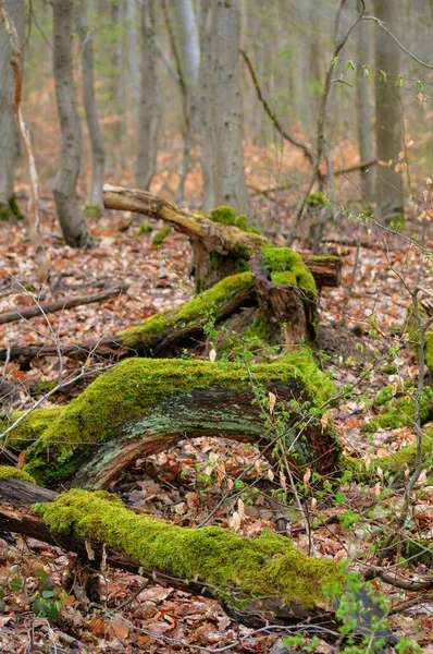Fallna Träd Skogen Mossiga Trädstammar — Stockfoto