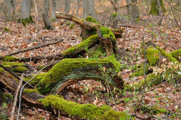 Πεσμένο Δέντρο Στο Φθινόπωρο Δάσος Βρύα Στο Έδαφος — Φωτογραφία Αρχείου