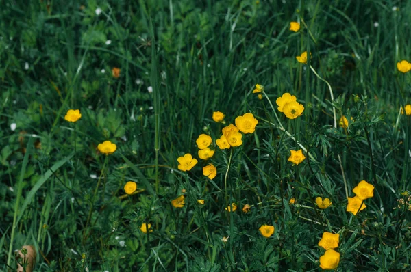 春の牧草地での開花蝶 — ストック写真