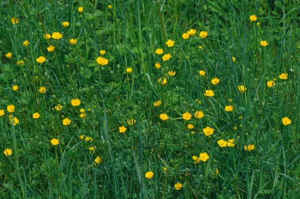 春の牧草地での開花蝶 — ストック写真