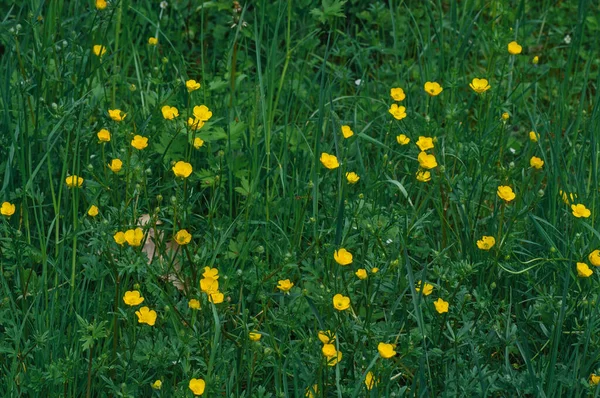 春の牧草地での開花蝶 — ストック写真