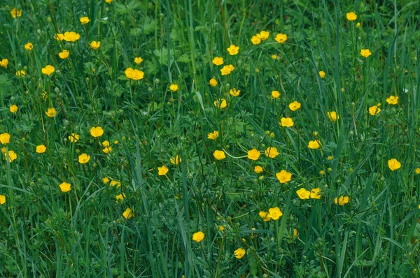 Buttercups Floraison Dans Une Prairie Printemps — Photo