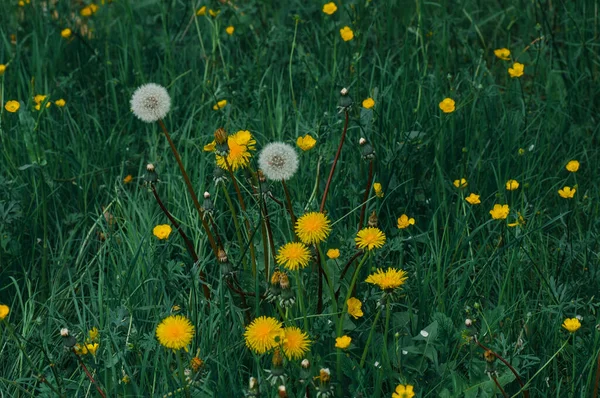 Żółte Dmuchawce Zielonej Trawie Drodze Wiosną Białe Stokrotki Tle Zielonej — Zdjęcie stockowe